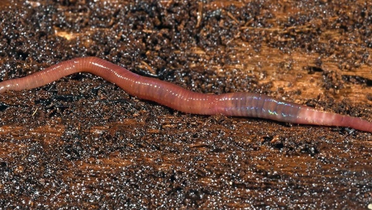 How to Respond to the Spiritual Message of Worms