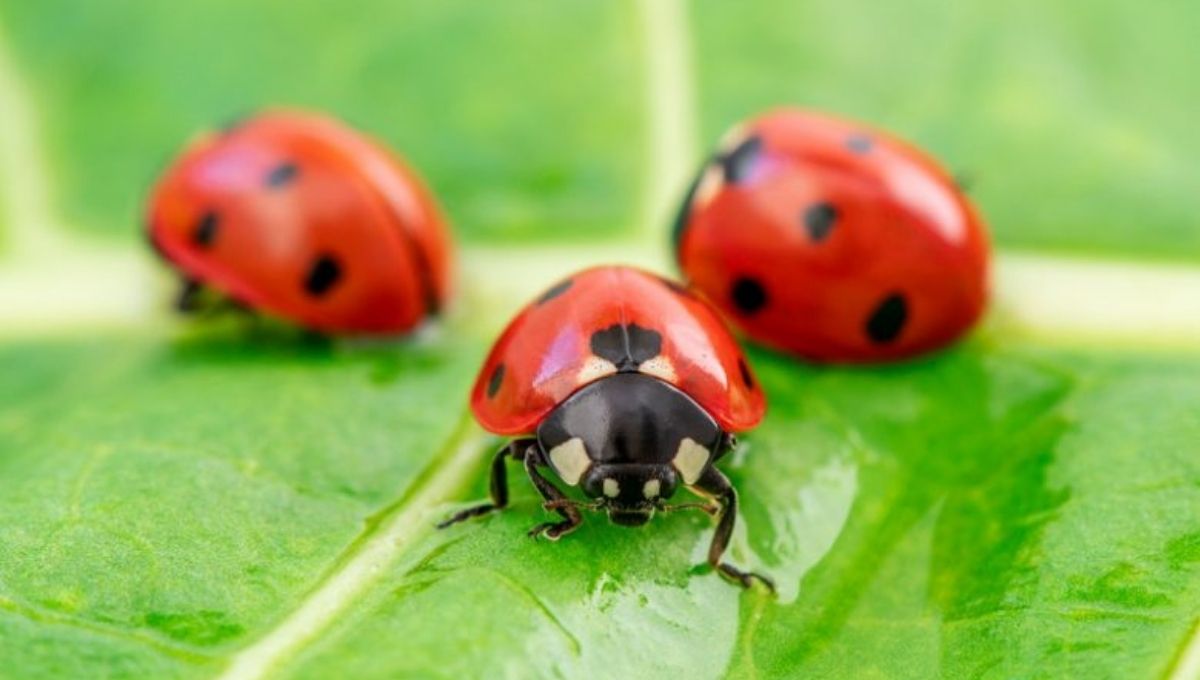 How to Spiritually Connect with Black Ladybug Energy