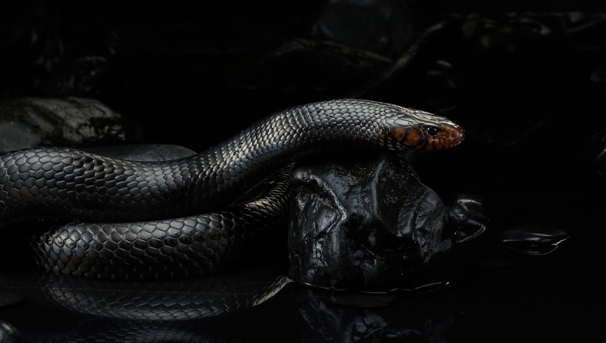 How to Spiritually Interpret a Snake Sighting at Home