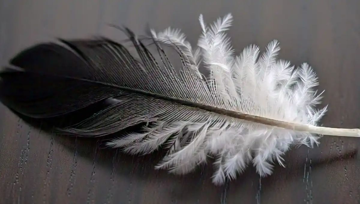 How to Use Black and White Feathers for Personal Growth