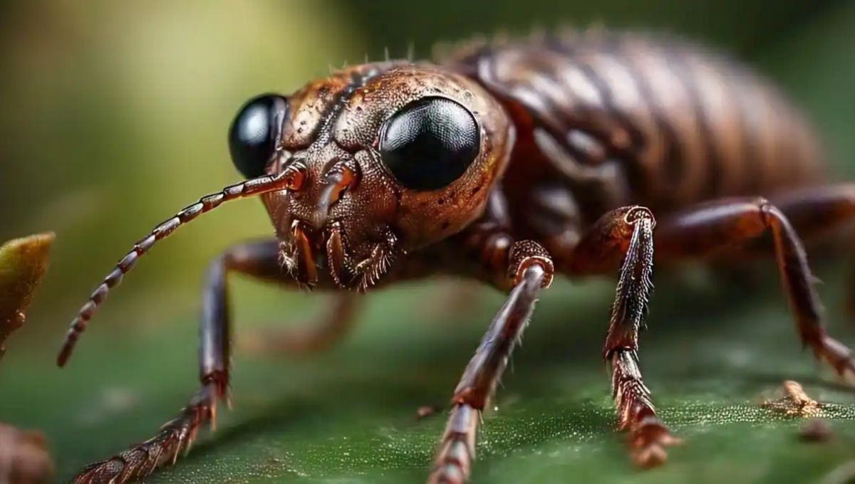 Linking Crickets to Your Inner Wisdom and Spiritual Guidance