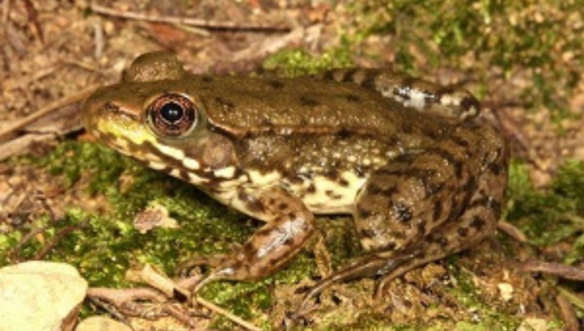 Native American Traditions