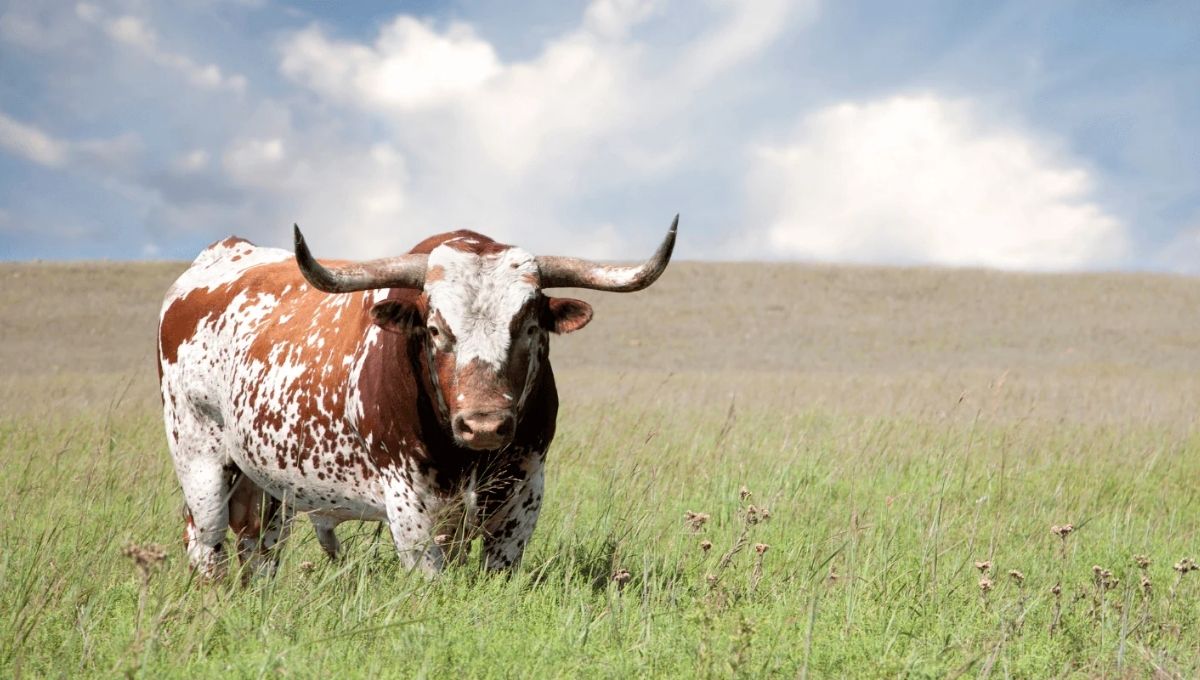 Ox Symbolism in Relation to Other Spiritual Animals