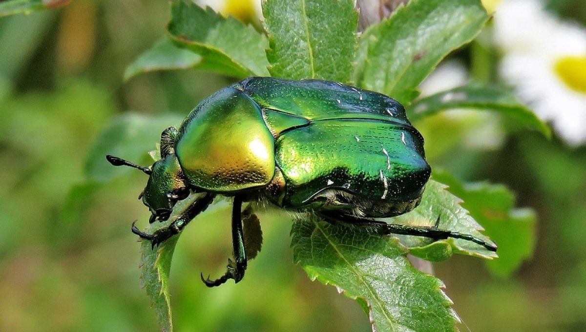 Prophetic and Spiritual Meaning of Green Beetles