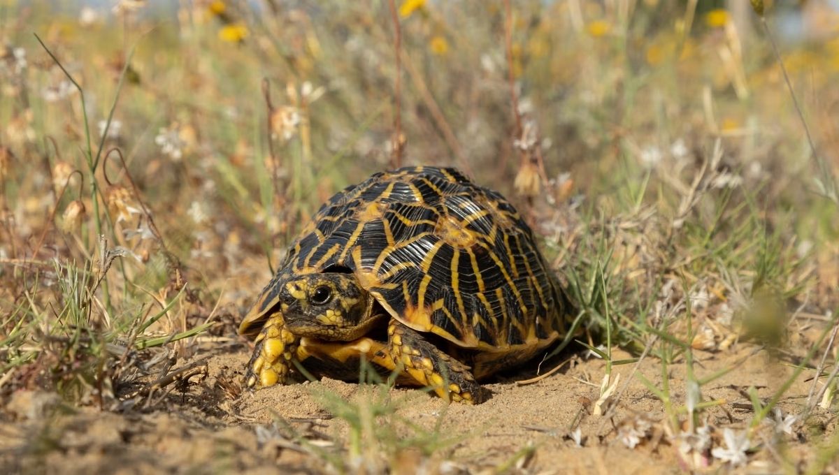 source: Turtle Conservancy