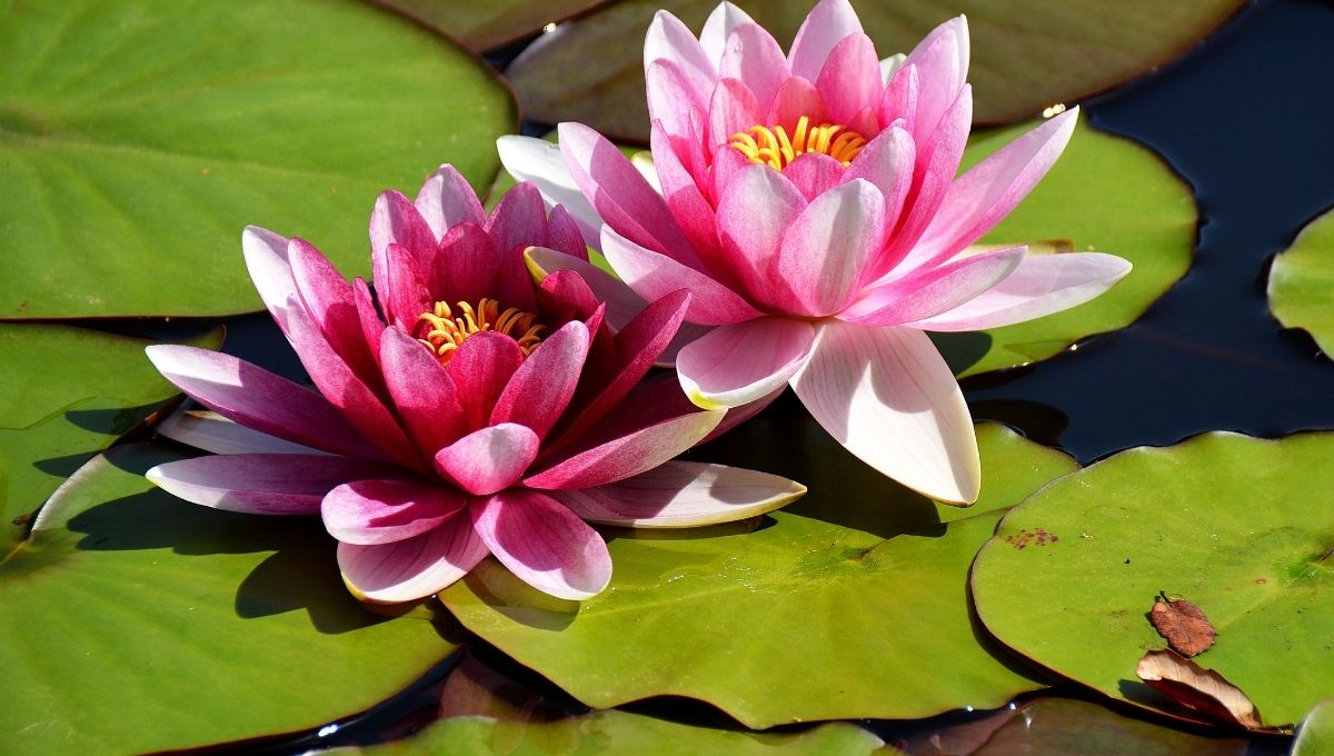 Quick Summary of Pink’s Spiritual Meaning