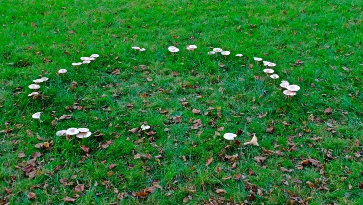 Real Stories of People Who’ve Seen Fairy Rings