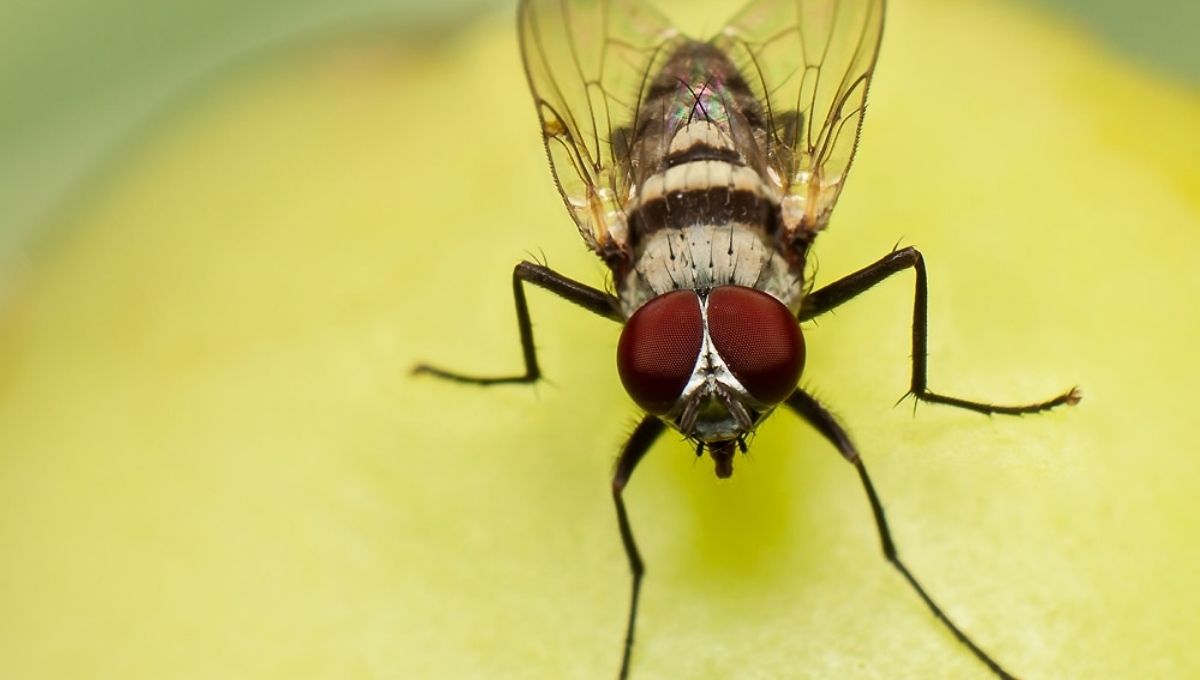 Religious Beliefs About Flies You May Not Know