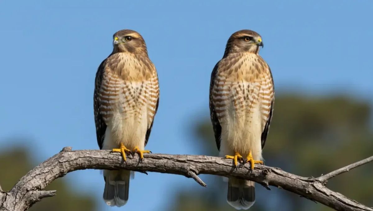 Seeing Two Hawks During a Time of Change or Awakening