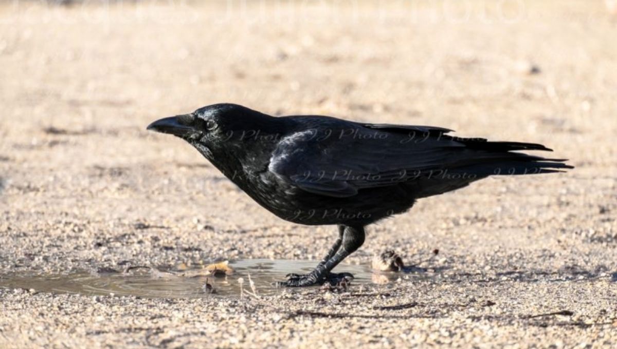 Spiritual Crow Meanings in Cultures Around the World