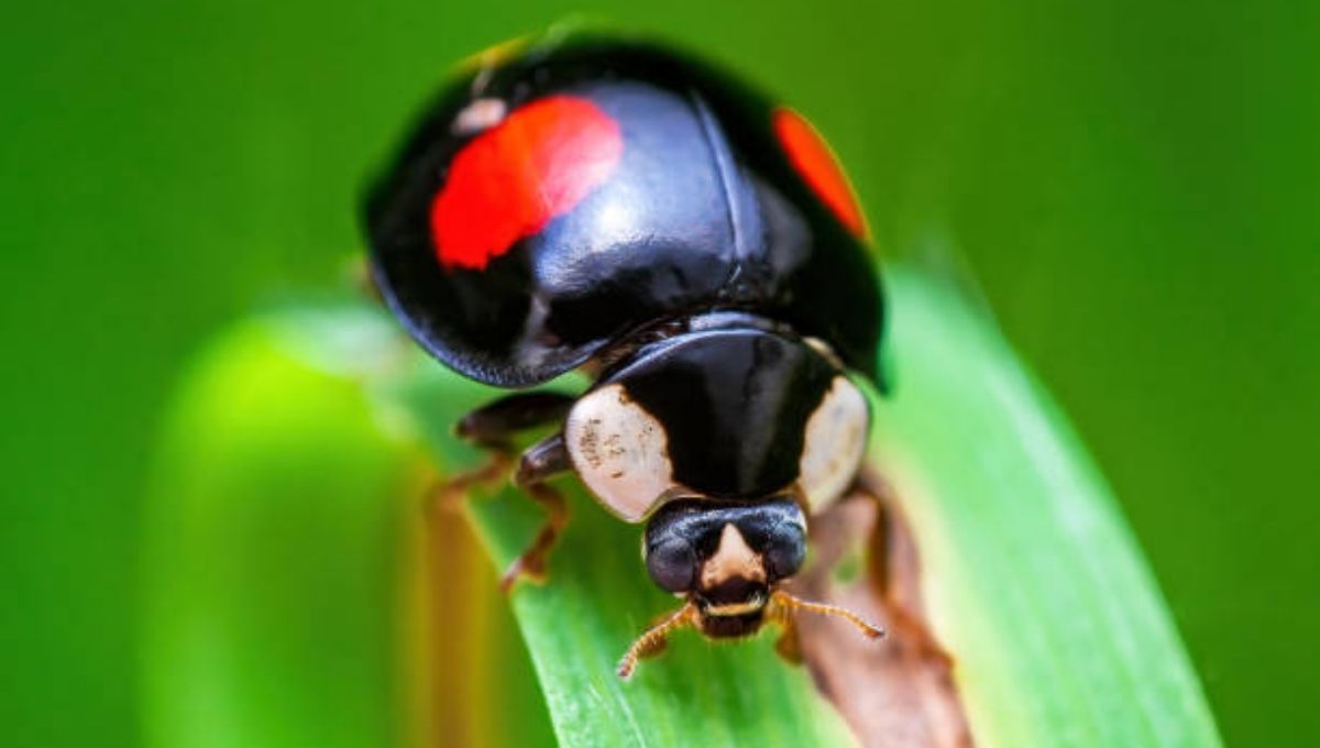 Spiritual Meaning of Black Ladybugs