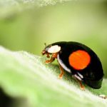 Spiritual Meaning of Black Ladybugs
