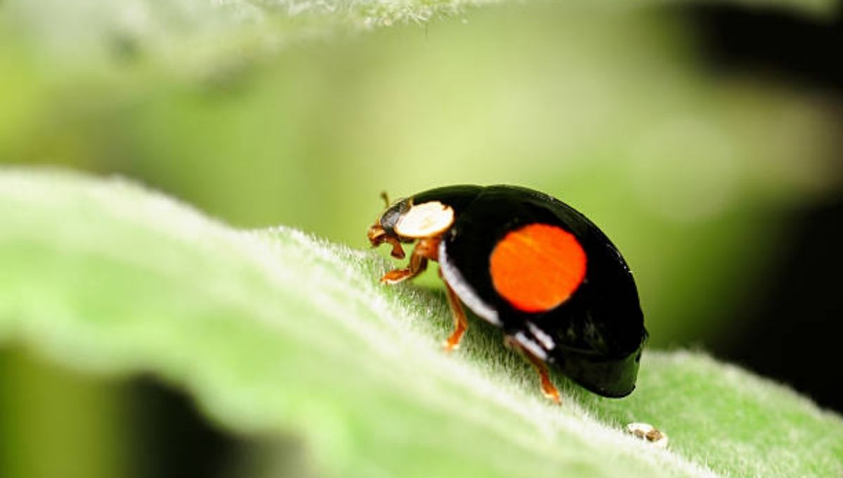 Spiritual Meaning of Black Ladybugs