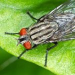 Spiritual Meaning of Flies in Your House: Hidden Messages