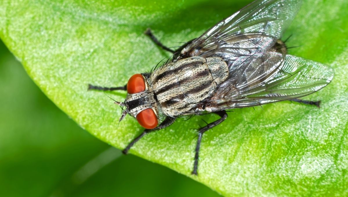 Spiritual Meaning of Flies in Your House: Hidden Messages