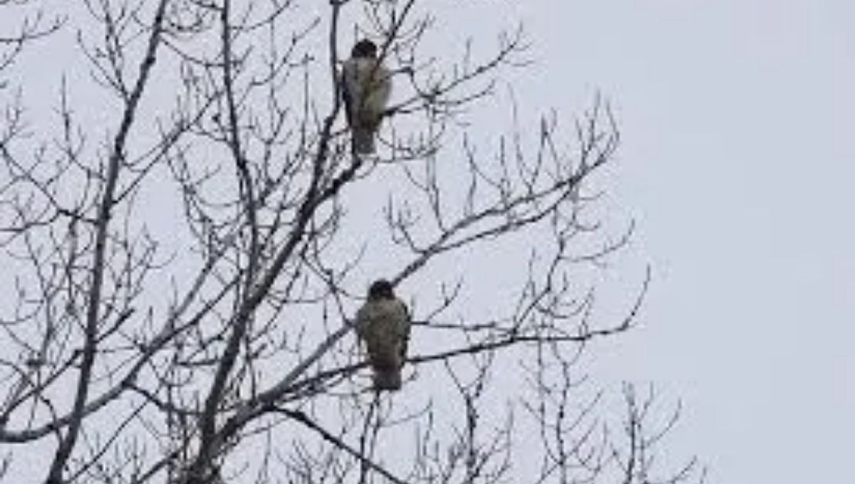 Spiritual Meaning of Seeing Two Hawks Together