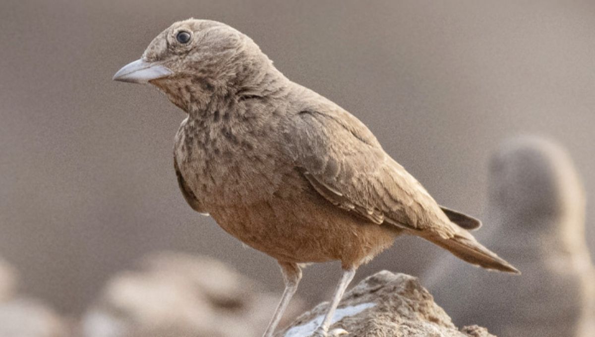 Symbolism of Grounding and Emotional Stability