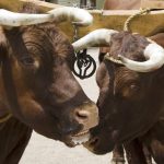 The Heart of an Ox: Unveiling Its Spiritual Meaning