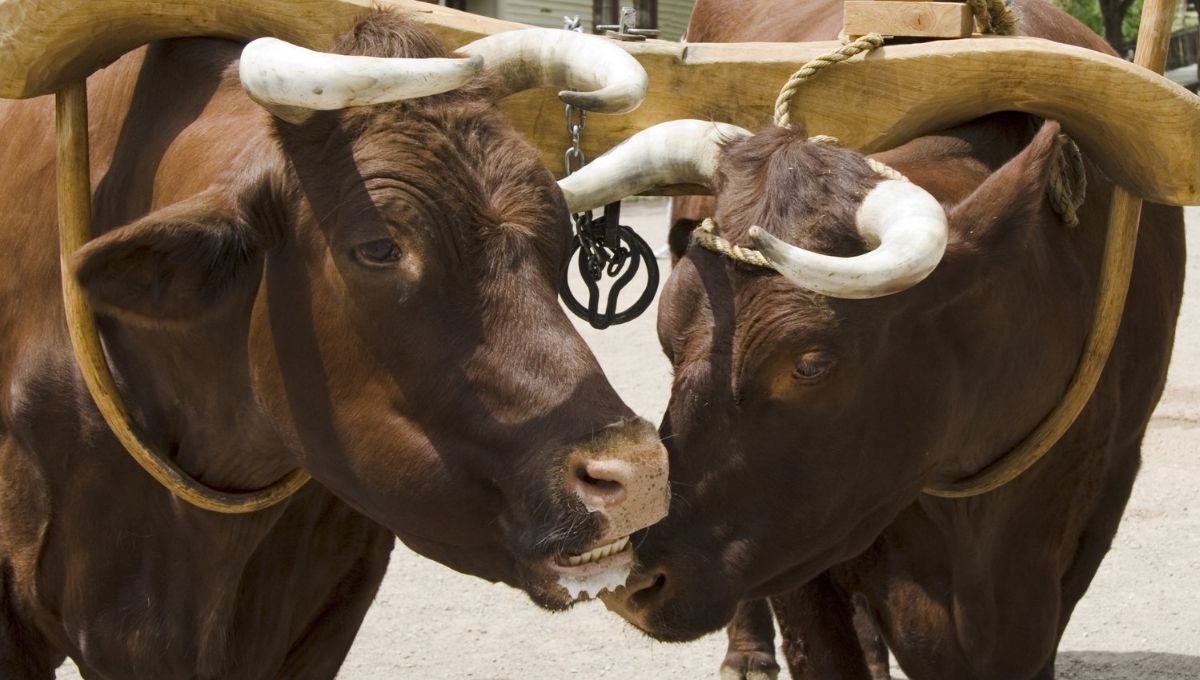 The Heart of an Ox: Unveiling Its Spiritual Meaning