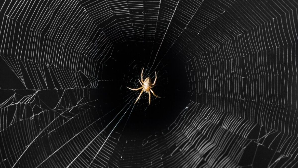 The Hidden Messages in Spider Webs