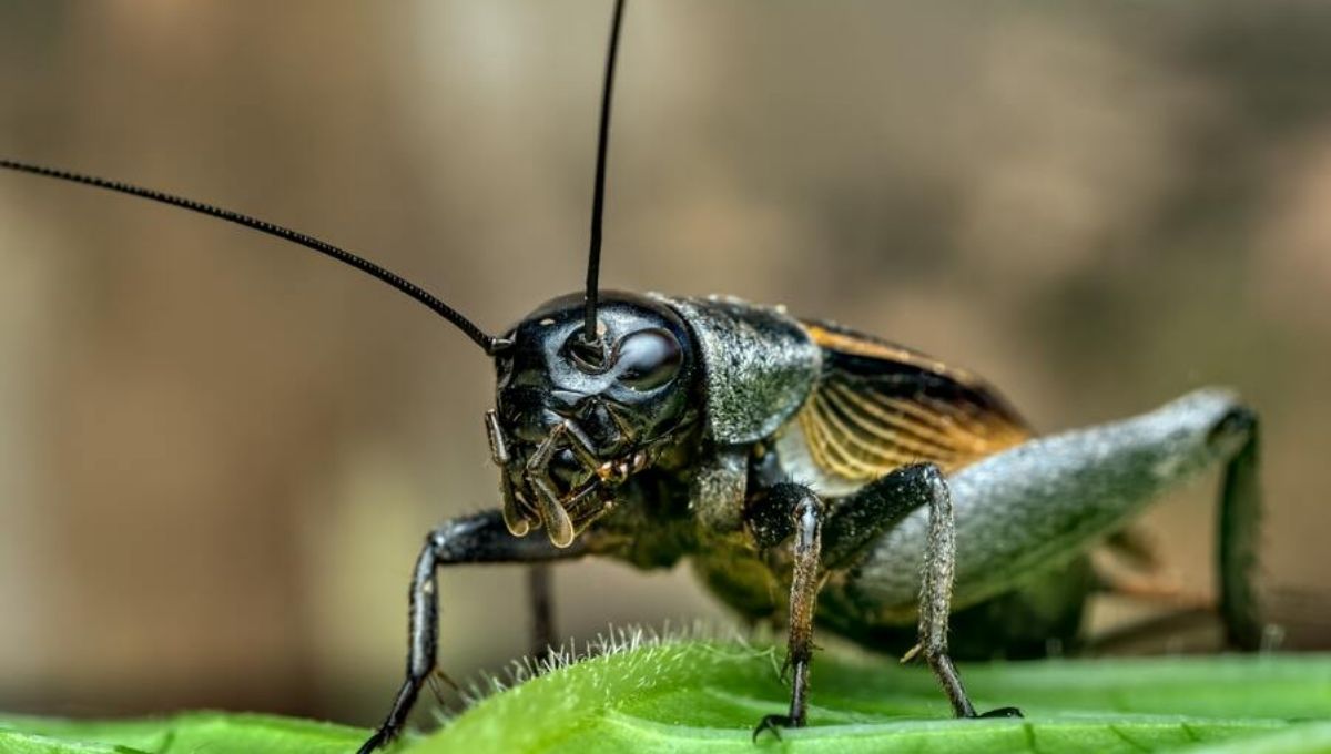 The Playful Spirit of Crickets