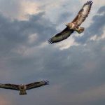 The Profound Spiritual Meaning of 2 Hawks Circling Above