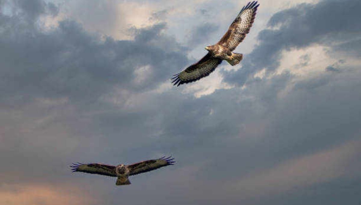 The Profound Spiritual Meaning of 2 Hawks Circling Above
