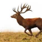 The Spiritual Meaning Behind Deer Staring at You