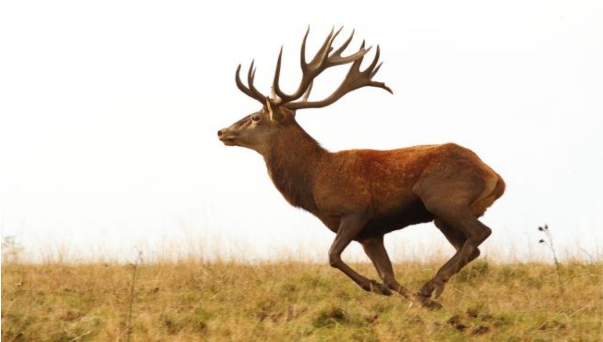 The Spiritual Meaning Behind Deer Staring at You