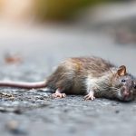 The Spiritual Meaning Behind Finding a Dead Rat Outside House