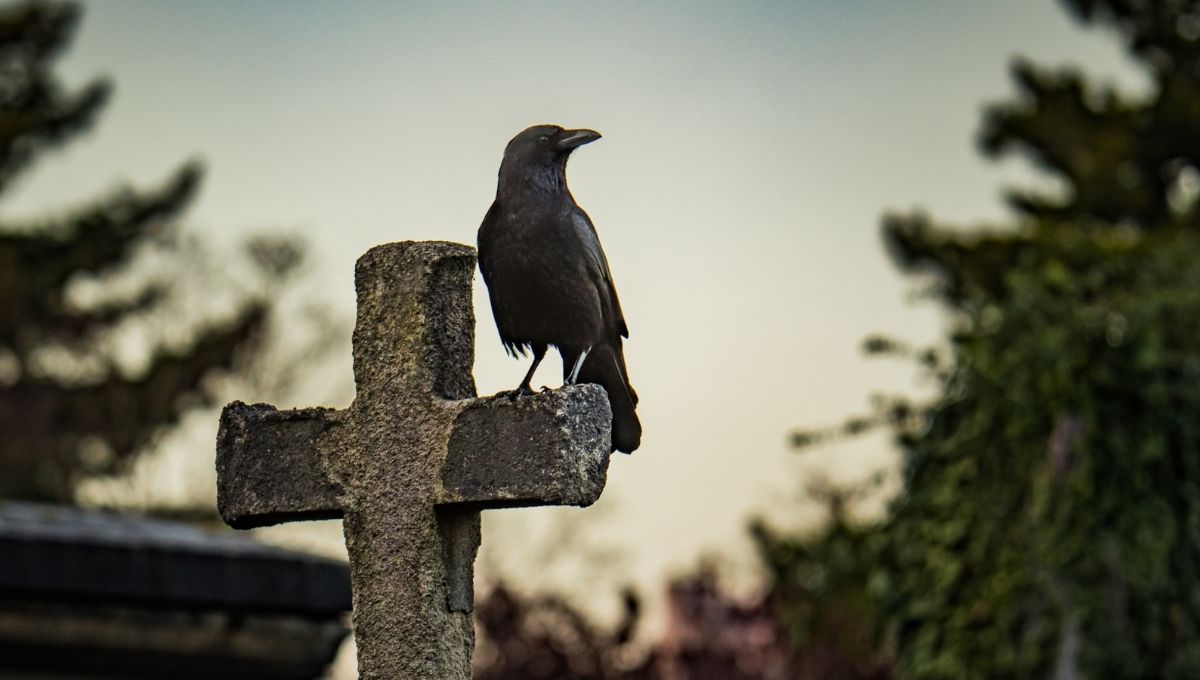 The Spiritual Meaning of 4 Crows: A Comprehensive Guide