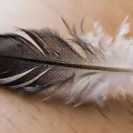 The Spiritual Meaning of Black and White Feathers