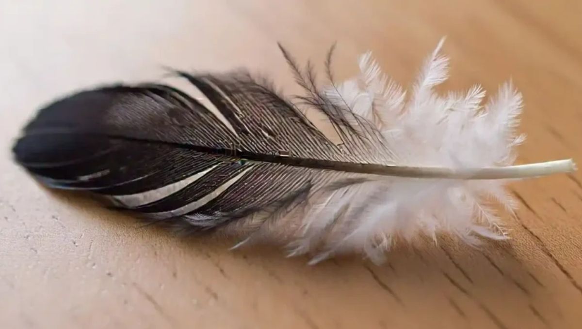 The Spiritual Meaning of Black and White Feathers