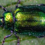 The Spiritual Meaning of Green Beetles: A Comprehensive Guide