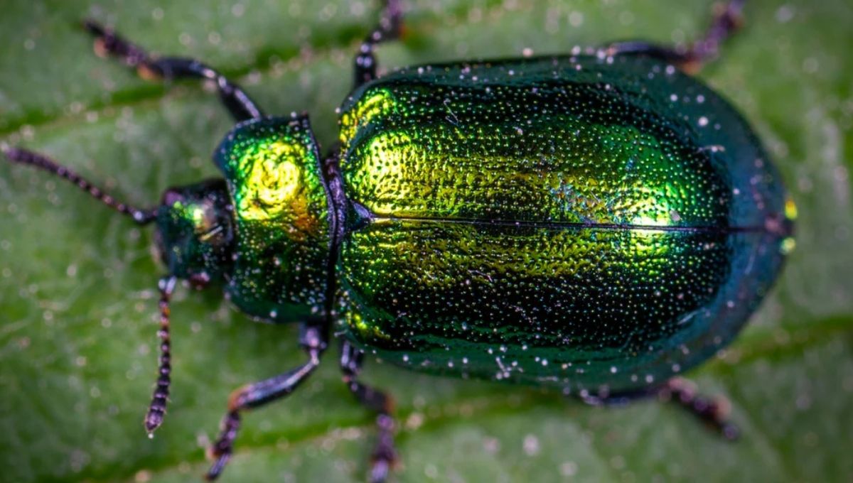 The Spiritual Meaning of Green Beetles: A Comprehensive Guide