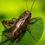 The Spiritual Meaning of Hearing Crickets