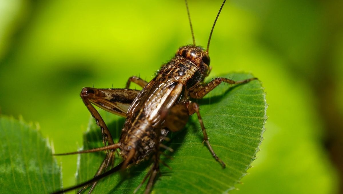 The Spiritual Meaning of Hearing Crickets