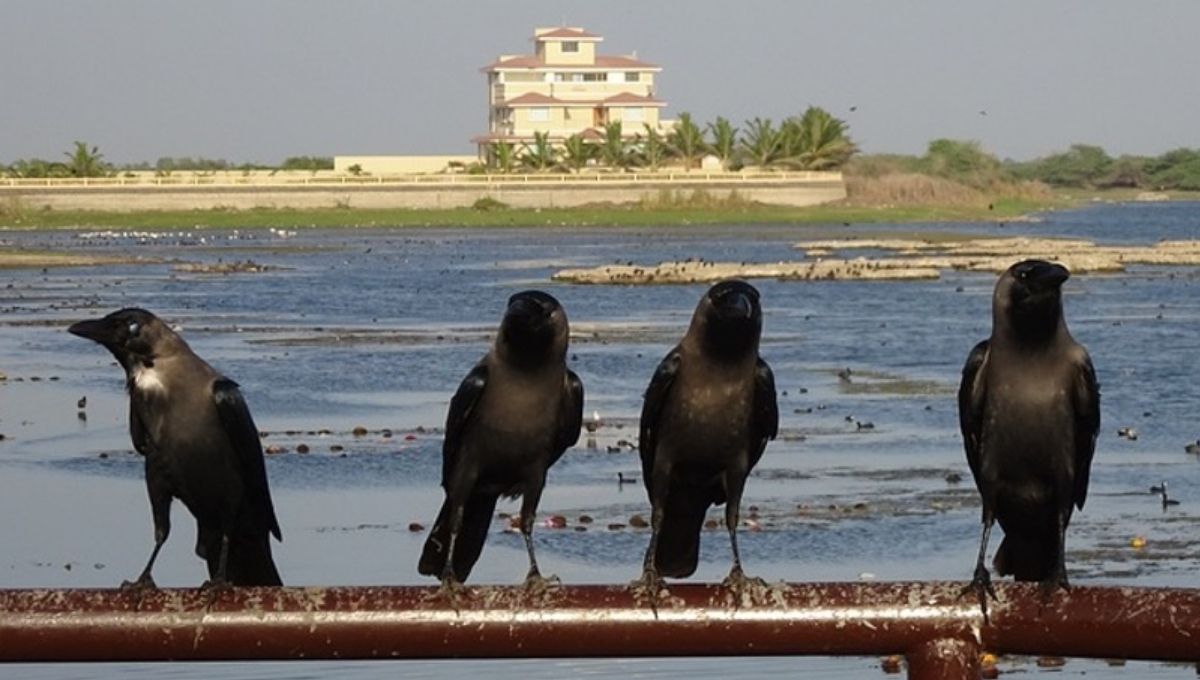 The Spiritual Meaning of Seeing Four Crows