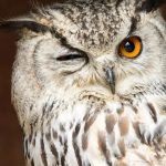The Spiritual Meaning of Seeing an Owl During the Day
