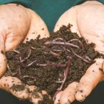 The Spiritual Meaning of Worms in Your House