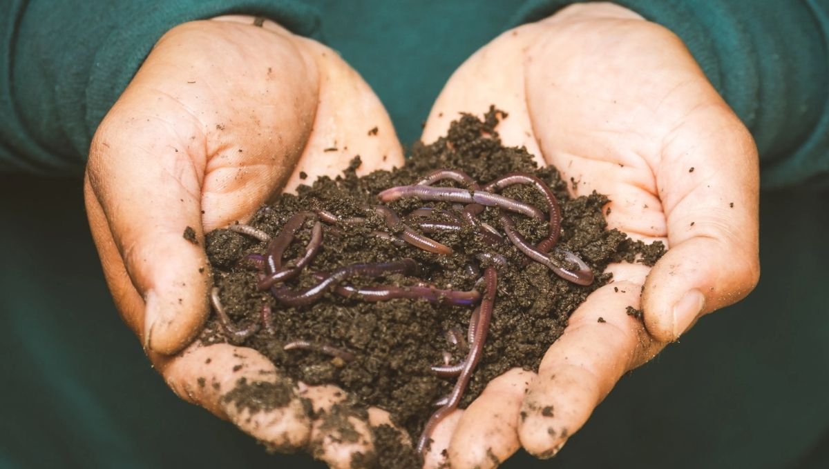 The Spiritual Meaning of Worms in Your House