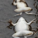 The Spiritual Meaning of a Dead Frog