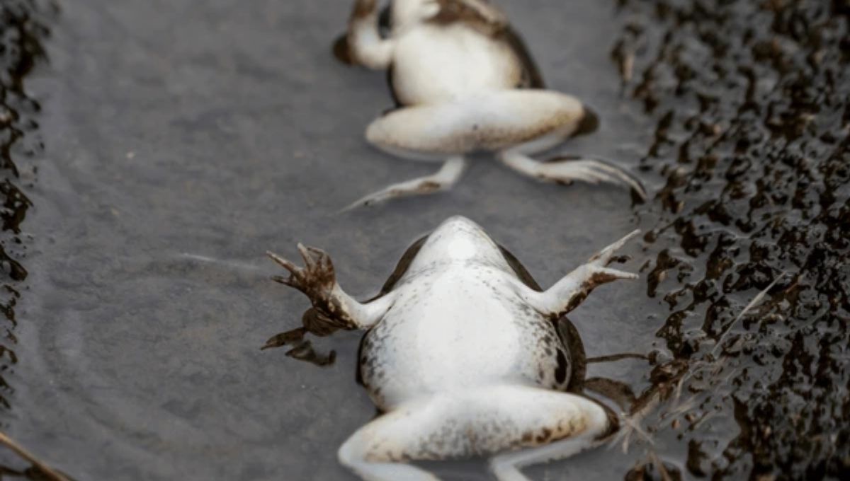 The Spiritual Meaning of a Dead Frog