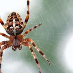 The Spiritual Meaning of a Spider Bite