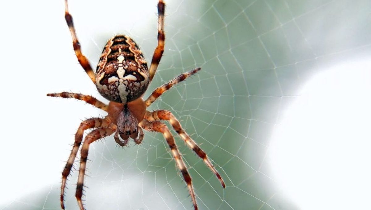 The Spiritual Meaning of a Spider Bite