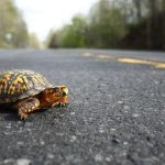 The Spiritual Meaning of a Turtle Crossing Your Path