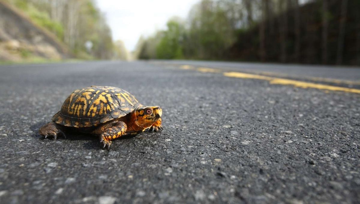 The Spiritual Meaning of a Turtle Crossing Your Path