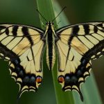 The Spiritual Meaning of the Tiger Swallowtail Butterfly