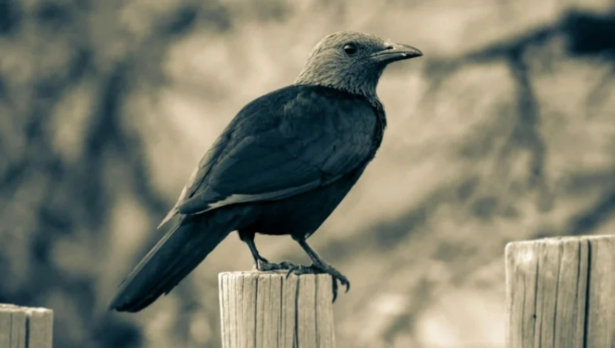 The Spiritual Significance of Crows Gathering in Large Numbers