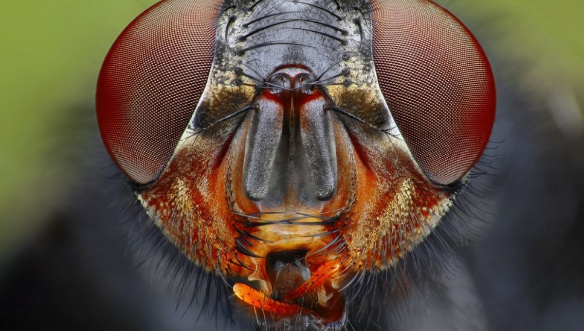 The Spiritual Symbolism of Dead Flies